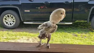 a plucked parrot dances rap