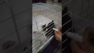 Feed the kitten behined the cage