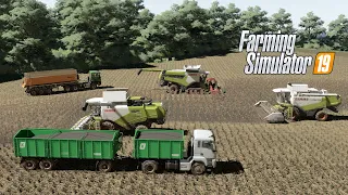 FS19 |Карта Кошмак| Уборка поля с подсолнухами техникой Claas и MAN / Sunflower harvest