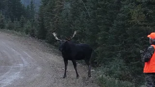 Moose Hunting 2018 / Chasse a l'orignal 2018