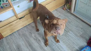 Шарпей. Воспитание до года собак 2020 Shar Pei. Raising up to a year of dogs