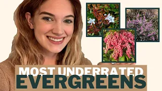 7 Unique & Underrated Evergreens!🌿💯 // Crystal Does