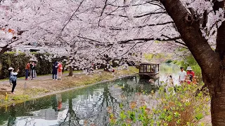 Kyoto Cherry Blossoms Relaxing Walking in Fushimi Jikkokubune Japan | Spring Ambience Sounds 4K AMSR