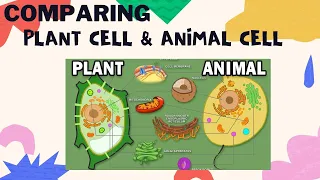 Animal Cell & Plant Cell - Parts & Functions with their differences.