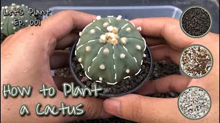 How to Plant a Cactus (Astrophytum)