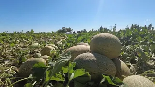 GLOBALink | Hami melons in harvest season in Xinjiang, China