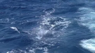 Cape Verde Blue Marlin [2018] - Awesome 400 & 500 lb Marlin bites on the pitch