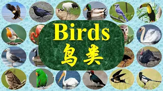 25 Popular Birds with pictures and video, names in English and Chinese 常见鸟类 英文中文名称