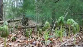 Mandrake Root Time Lapse... but we call it Mayapple