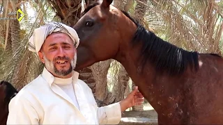 اندر انواع الخيول في العراق من فصيلة خيول عدي صدام حسين وكلاب سلوقية عربية اصيلة
