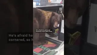 Snack Bandit Bear Steals From 7-Eleven 🐻🍫