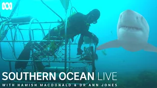 Abalone divers working in the path of great white sharks | Southern Ocean Live