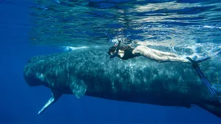 Плавание с китами на Маврикии, 2023 год
