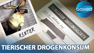 Tierische Junkies: Auf welcher Droge sind Rentiere & Co.? | Galileo |ProSieben