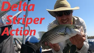 Striper Fishing on the Delta