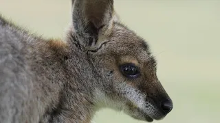 Camping in the Western Downs - Southern Queensland Country