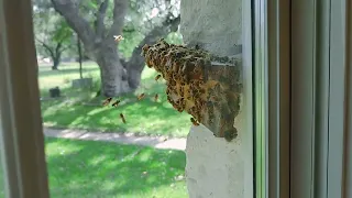 Indoor observation bee hive - three entrances full speed