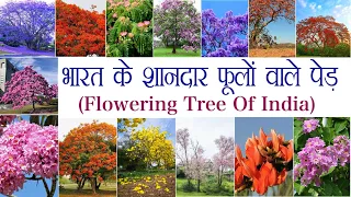 Best Flowering Tree Of INDIA भारत में पाए जाने वाले सबसे खूबसूरत फूलों के पेड़