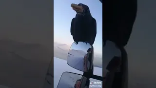 Прикольное видео, ворон прилетел за угощениям! Cool video, a raven flew in for refreshments!