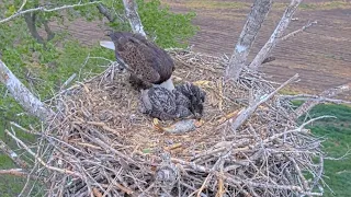 Kansas Eagles 4-27-24. Harvey's Late Nest Arrival; Wichita & Cheyenne nibbling fish & wing flapping!