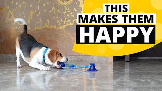 12 Secrets for Having a Happy Beagle