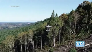From Drones To Trees? Here's The U.S. Forest Service's New Reforestation Mission