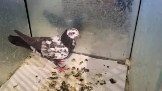 #Pigeons.Супер средства от всех болезней голубей.