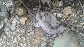 Whole Gecko Eaten by Ants - OMG! My Cat - Time lapse   | Studio 10second |