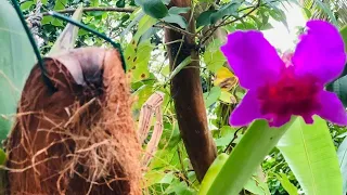Using coconut husks for orchid plants