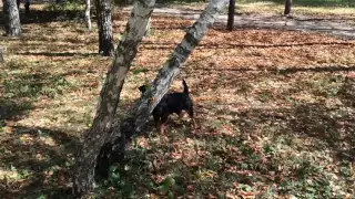 Jagdterrier and tree