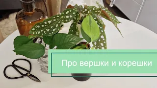 Черенки и укоренение: как что-нибудь отрезать, чтобы из этого что-нибудь выросло.