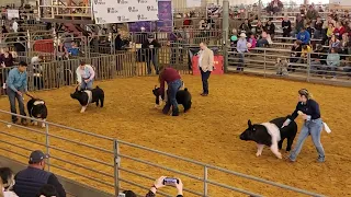 2022 Rio Grande Valley Livestock Show Hampshire Breed Champion Drive