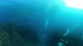 Caño and Cocos Island underwater: barracudas (360 video)