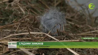 На часі - Жителі села Біленьке вже понад тиждень потерпають від невідомого хижака - 12.01.2021