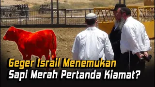 Heboh! Penemuan Sapi Merah Gemparkan Israil : Benarkah Pertanda Hari Kiamat?