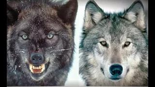 Wild Wolf Pack - Endless War (Nat Geo Wild)