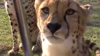 Meowing cheetahs