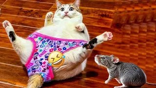 Funniest Cats And Dogs Videos😂- Best Funny Animal Videos 2024😹🐶