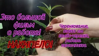 Видео для черенкующих!Накипело!День работы со мной.Армавир 14.04.24