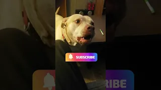 Funny Dog, Pitbull Bully Has a Question.