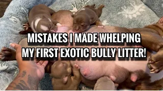 Mistakes I Made Whelping My First Exotic American Bully Litter !