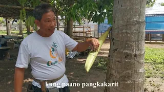 Step 1: Coco Sap Harvesting for Coconut Sugar