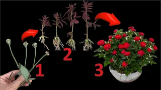 Since applying this method, rose propagation has become easier