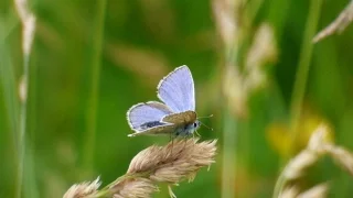 How to Find Butterflies