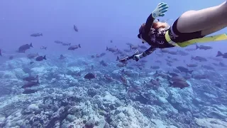 To many sharks & navigating atolls in the Tuamotu vlog 74