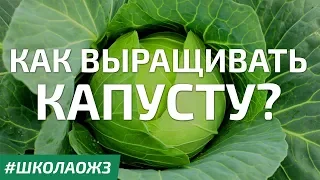 Школа ОЖЗ (10) - выращивание капусты