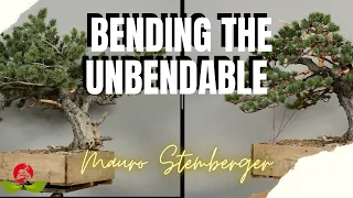 Bending but not Breaking: Working with Limber Pine in Bonsai Art