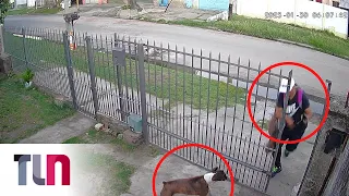 Impactantes imágenes de un robo: entró a robar y el perro lo sacó