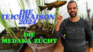 Die Teichsaison /Die Medaka-Zucht #aquaristik #medaka #zucht