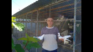 В гостях у Сабри ага Узбекистанские голуби разных видов лет игра